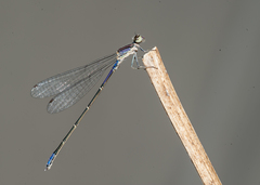 Enallagma cardenium