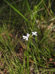 Westringia tenuicaulis