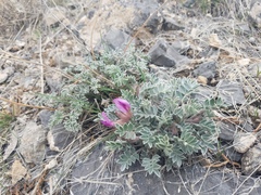 Astragalus newberryi