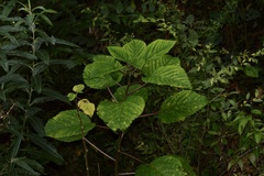 Urera baccifera