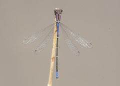 Enallagma cardenium