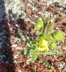 Emmenanthe penduliflora penduliflora
