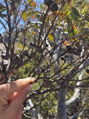 Eucalyptus coccifera