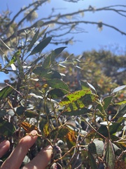 Eucalyptus coccifera