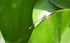 Cyanallagma bonariense