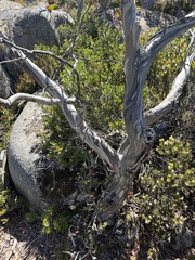 Eucalyptus coccifera
