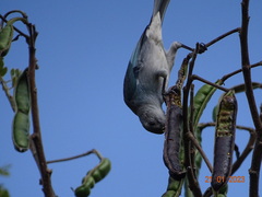 Thraupis glaucocolpa