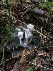Hypomyces chlorinigenus