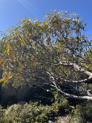 Eucalyptus coccifera