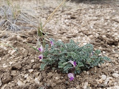 Astragalus argophyllus