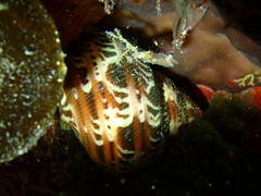 Turbo petholatus