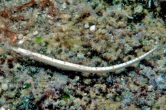 Festucalex kulbickii