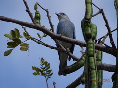 Thraupis glaucocolpa