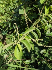 Paullinia pinnata