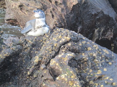 Spheniscus mendiculus