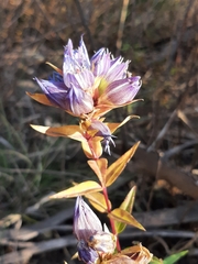 Gentiana spathacea