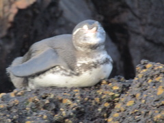 Spheniscus mendiculus