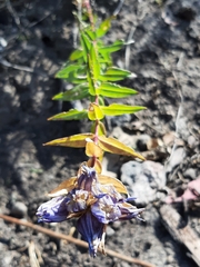 Gentiana spathacea