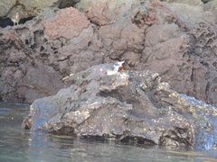 Spheniscus mendiculus