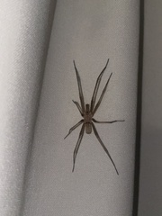 Kukulcania hibernalis