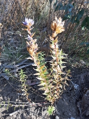 Gentiana spathacea