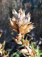 Gentiana spathacea
