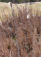 Typha latifolia