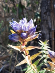 Gentiana spathacea