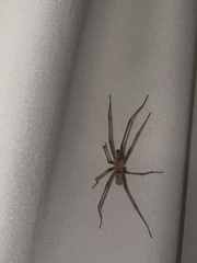 Kukulcania hibernalis