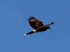 Falconiformes