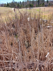 Typha latifolia