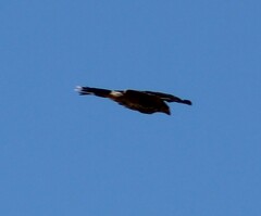 Falconiformes