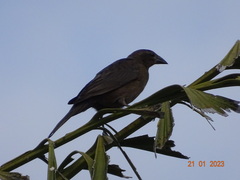 Molothrus bonariensis