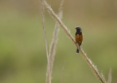 Sporophila ruficollis