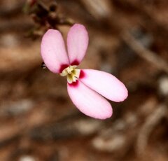 Stylidium pingrupense