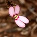 Stylidium pingrupense - Photo (c) geoffbyrne, some rights reserved (CC BY-NC)