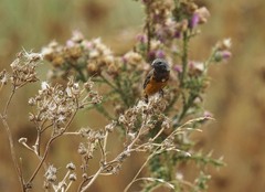 Sporophila ruficollis