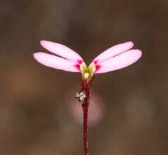 Stylidium pingrupense