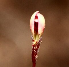 Stylidium pingrupense