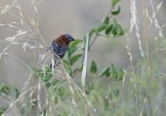 Sporophila cinnamomea