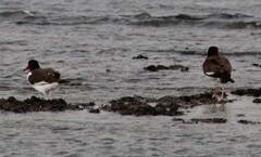 Haematopus leucopodus