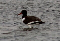 Haematopus leucopodus