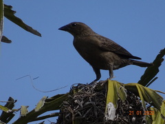 Molothrus bonariensis
