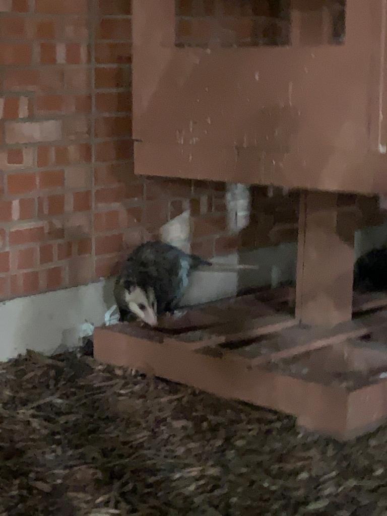 Didelphis virginiana<br>23 January, 2023