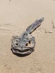 Halobatrachus didactylus