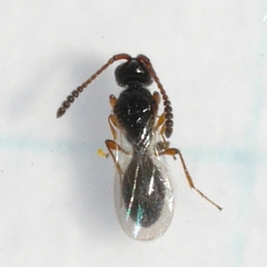 Diapriinae