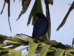 Molothrus bonariensis