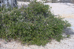 Diospyros intricata
