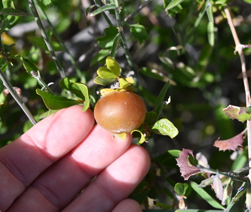 Image of Diospyros intricata by (c) Amber M. King, some rights reserved (CC BY)