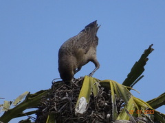 Molothrus bonariensis